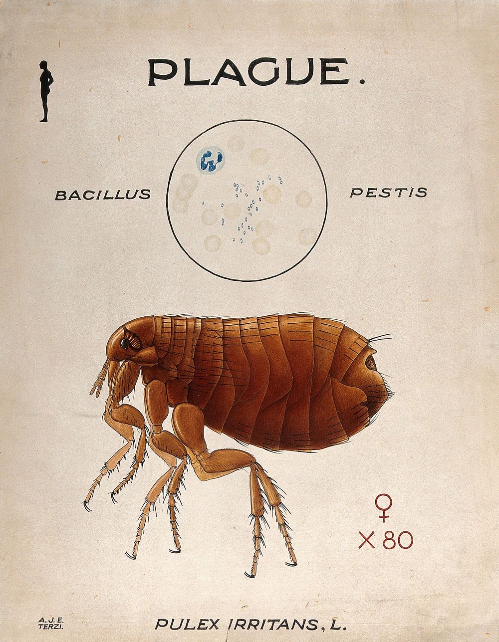 Spores of Bacillus pestis which caused the plague and its vector the human flea (Pulex irritans). Coloured drawing by A.J.E.…