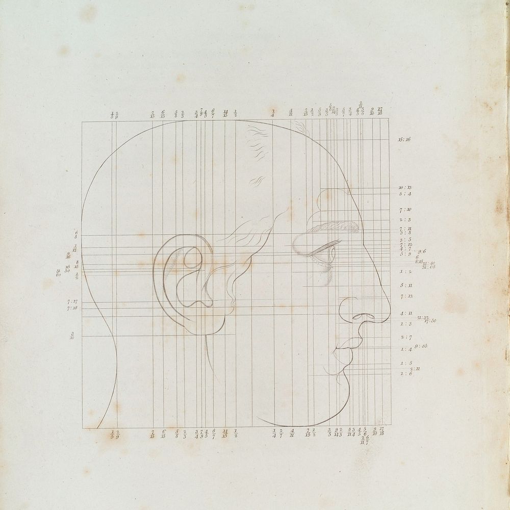 Drawing of a head showing the Harmonic scale in drawing