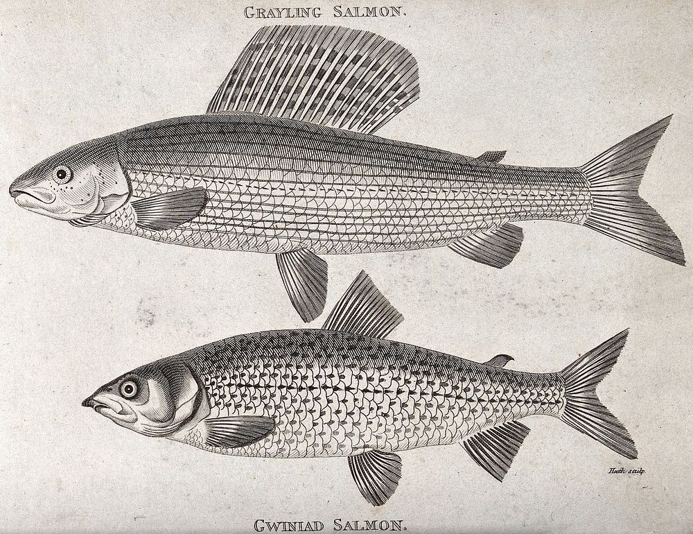 Above, a grayling salmon; below, a Gwiniad salmon. Engraving by Heath.