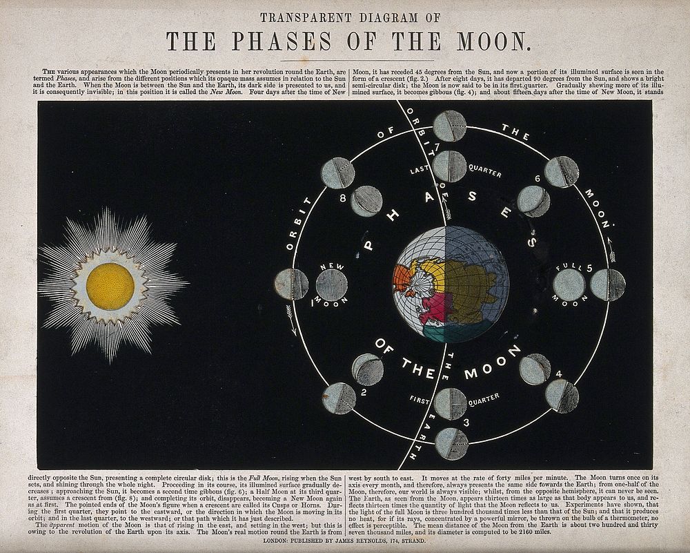 Astronomy: the phases of the Moon. Coloured engraving with tracing paper by J. Emslie, c.1850.