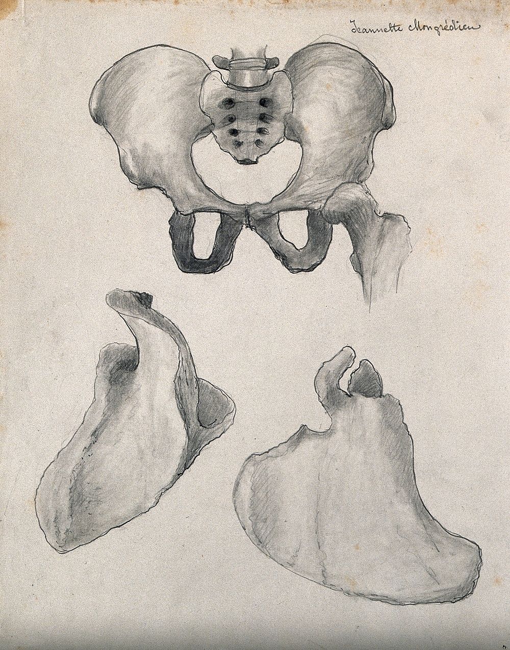 Bones of the pelvis and scapula: three figures. Pencil and chalk drawing by J. Mongrédien, ca. 1880.