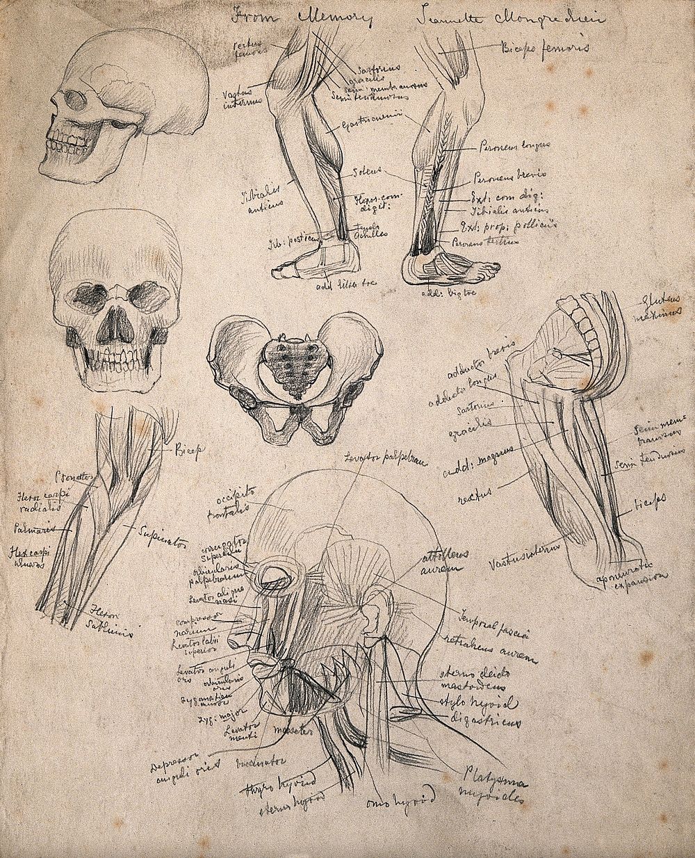 Bones and muscles of the head, leg and pelvis: eight figures. Pencil drawing by J. Mongrédien, ca. 1880.