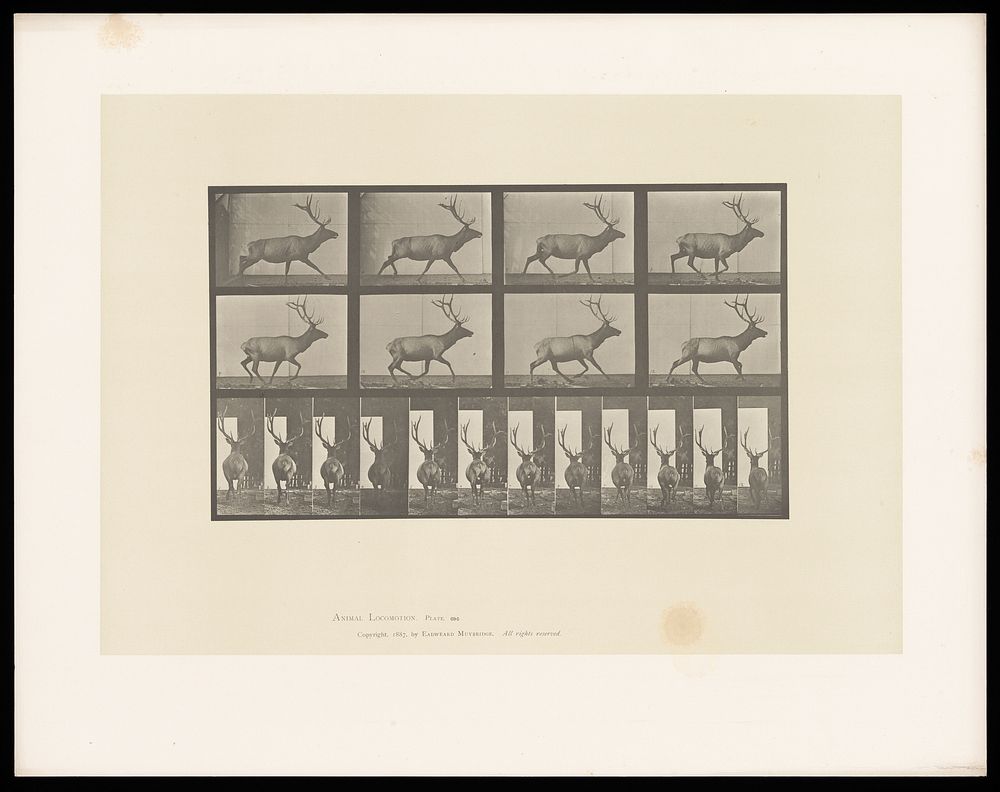 An elk running. Collotype after Eadweard Muybridge, 1887.