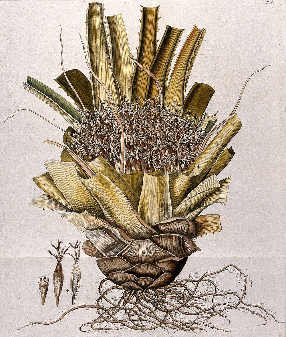 Bromelia karatas L.: flowering stem with roots and separate sections of fruit with seed. Coloured engraving after F. von…
