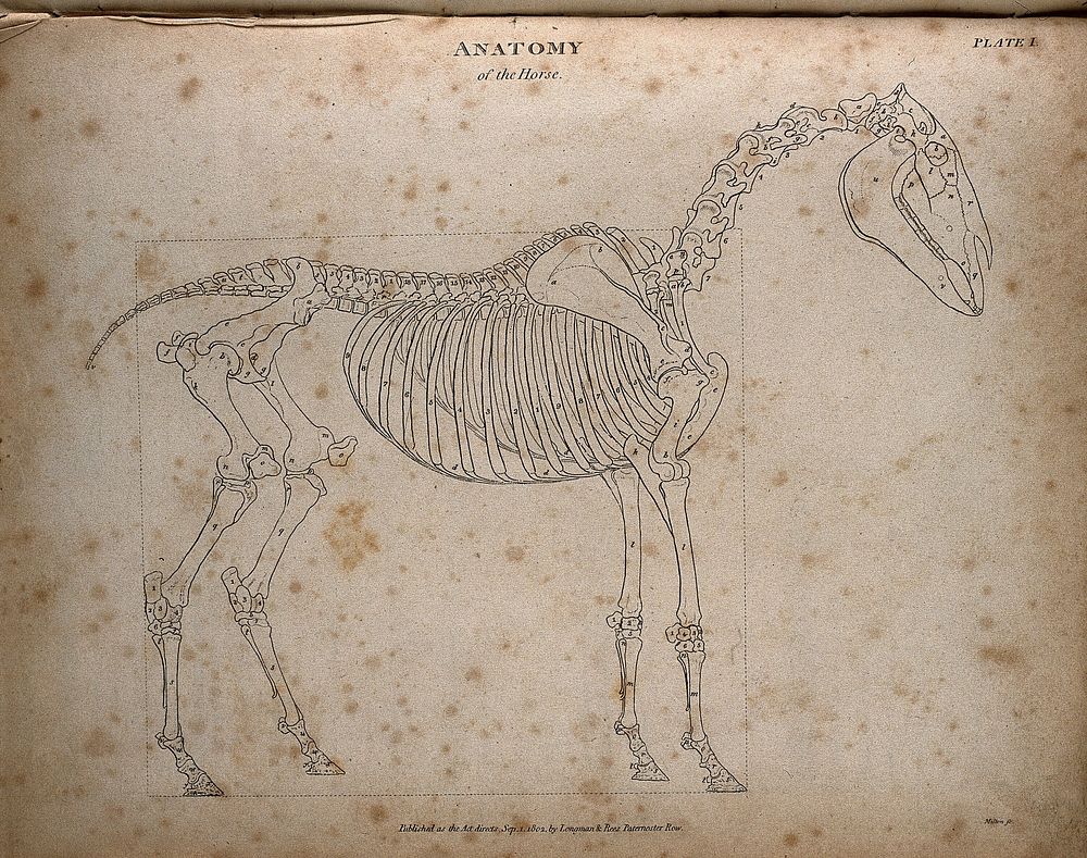 Skeleton of a horse: outline diagram. Engraving by T. Milton, 1802, after G. Stubbs.