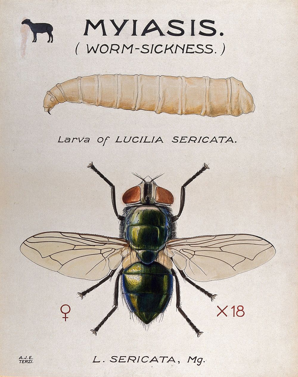 The larva and fly of a greenbottle (Lucilia sericata). Coloured drawing by A.J.E. Terzi.