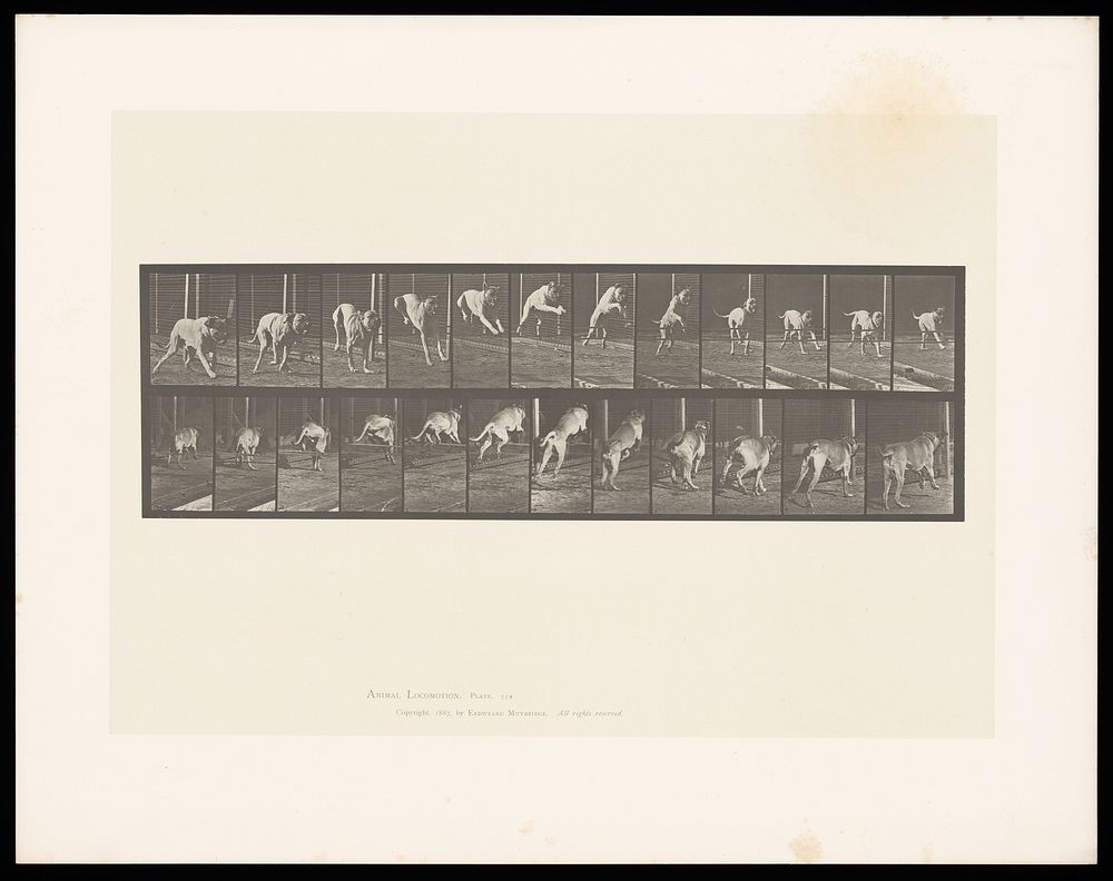 A dog jumping a hurdle. Collotype after Eadweard Muybridge, 1887.