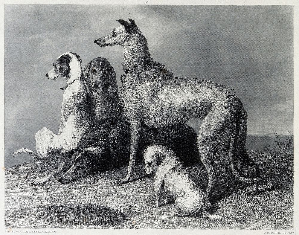 A group of five hunting dogs. Steel engraving by J. C. Webb after E. H. Landseer.