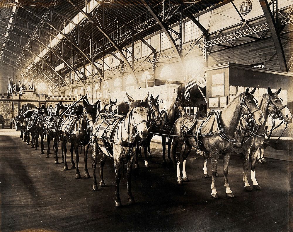 The 1904 World's Fair, St. Louis, Missouri: U.S. government pack horses: models. Photograph, 1904.