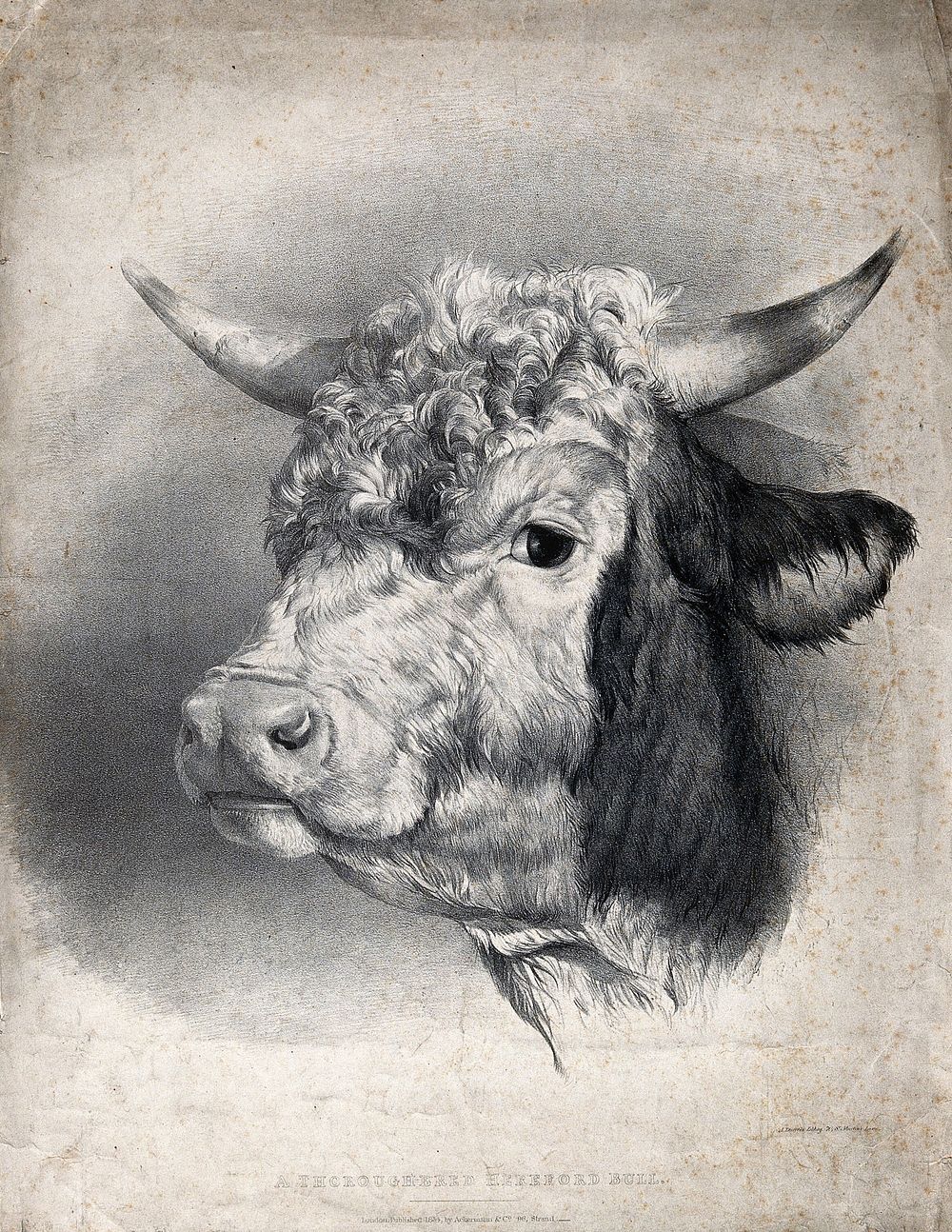 The head of a thoroughbred Hereford bull. Lithograph by A. Ducote, 1834.