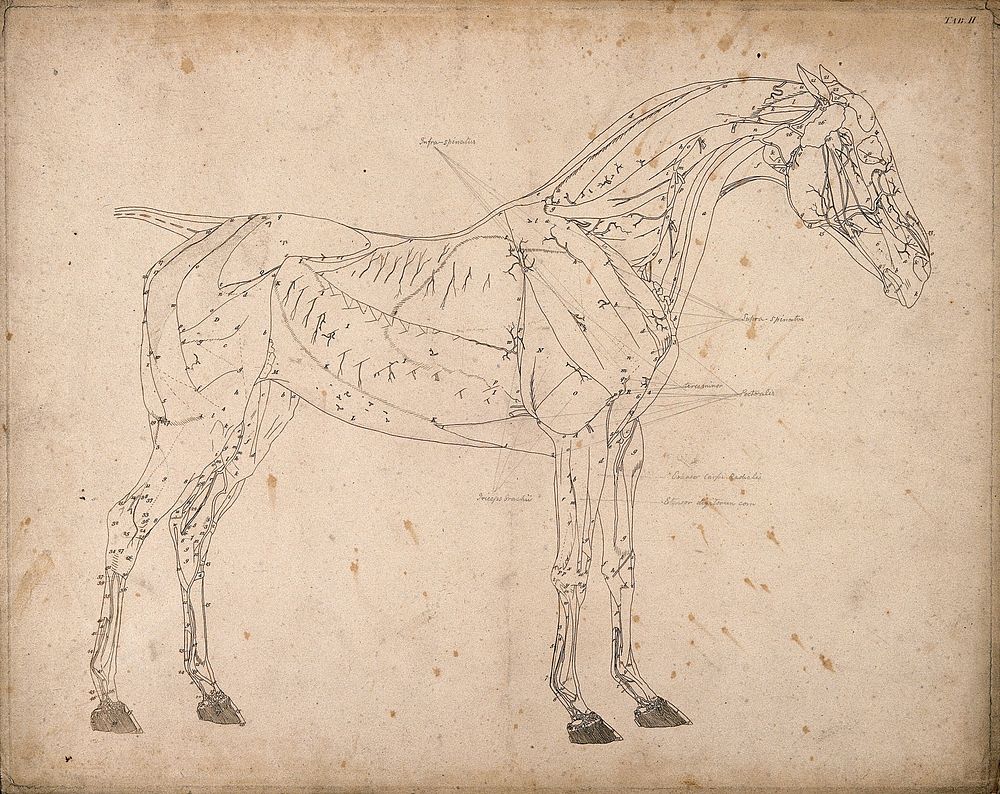 Muscles and blood-vessels of a horse: outline drawing, side view, with the muscles and blood-vessels indicated. Engraving…