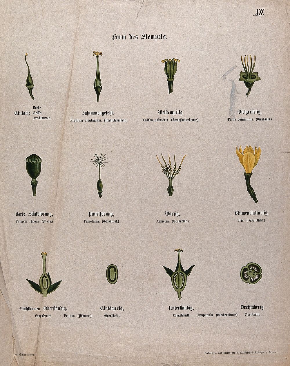 Twelve examples of different types of flower pistil. Chromolithograph, c. 1850.