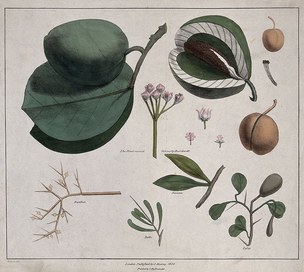 Flowers, fruit and leaves of five plants, including Calotropis, Viscum and Zella species. Coloured lithograph, c. 1820…