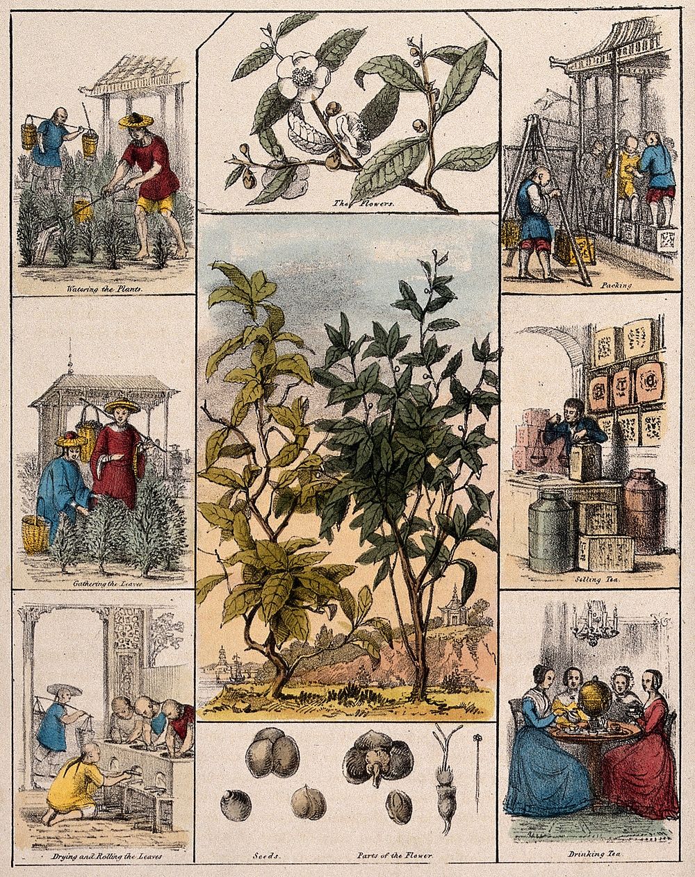 A tea plant (Camellia sinensis), its flowers and seeds, bordered by six scenes illustrating its use by man. Coloured…