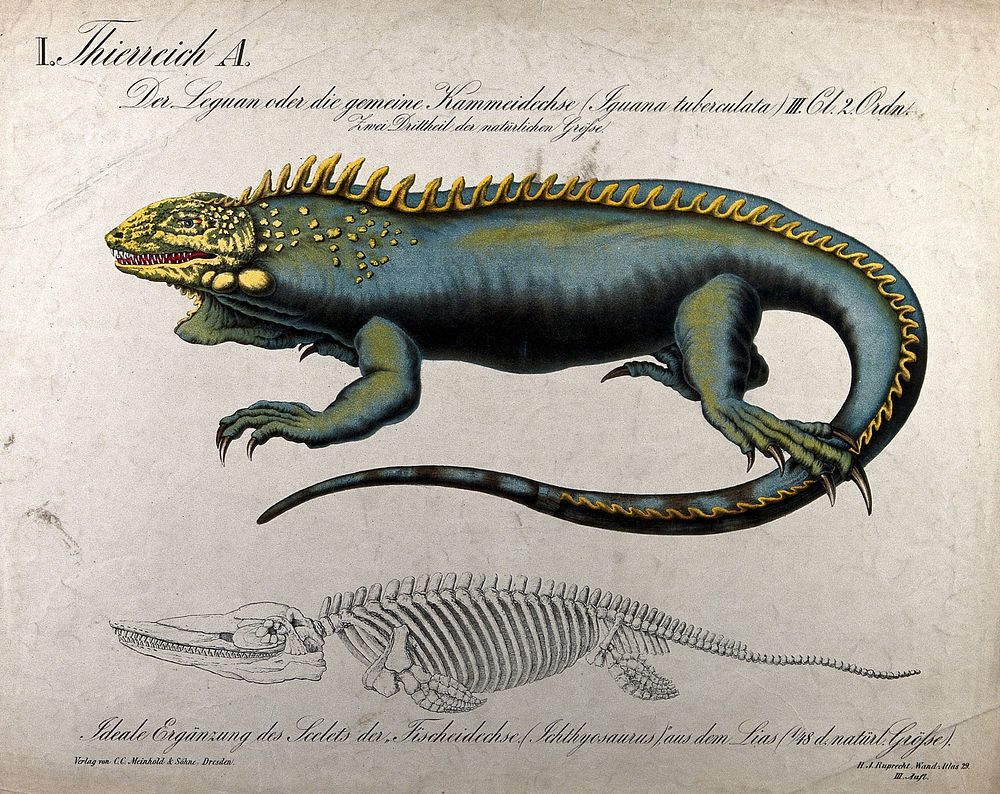 An iguana, shown above a skeleton of an ichthyosaurus. Chromolithograph, 1877.