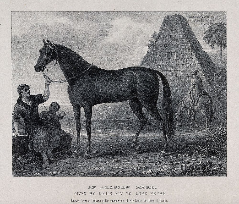 A seated man in outlandish dress is holding an arabian mare by its reins. Lithograph.