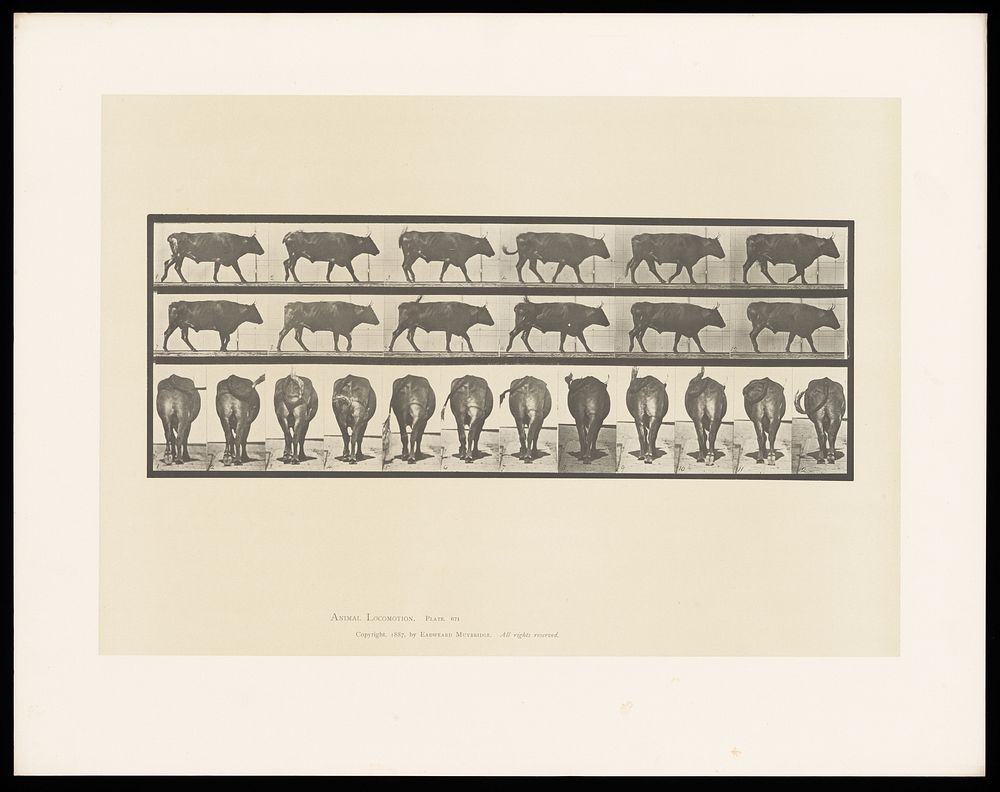 An ox walking. Collotype after Eadweard Muybridge, 1887.