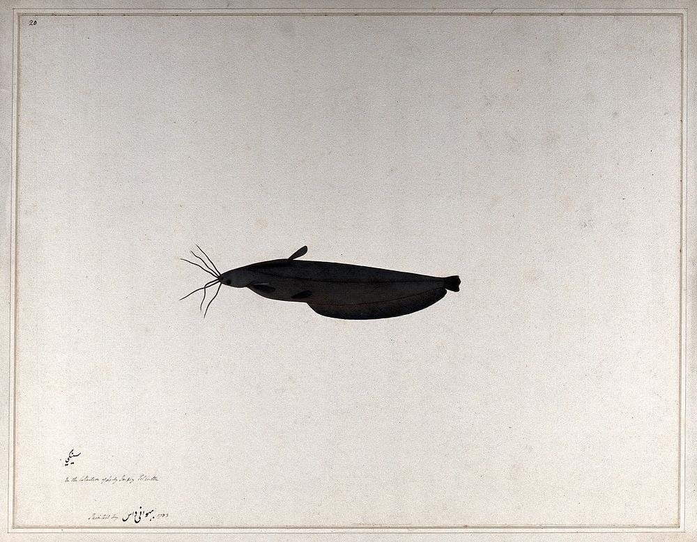 Fish. Watercolour by Bhawani Das, 1783.
