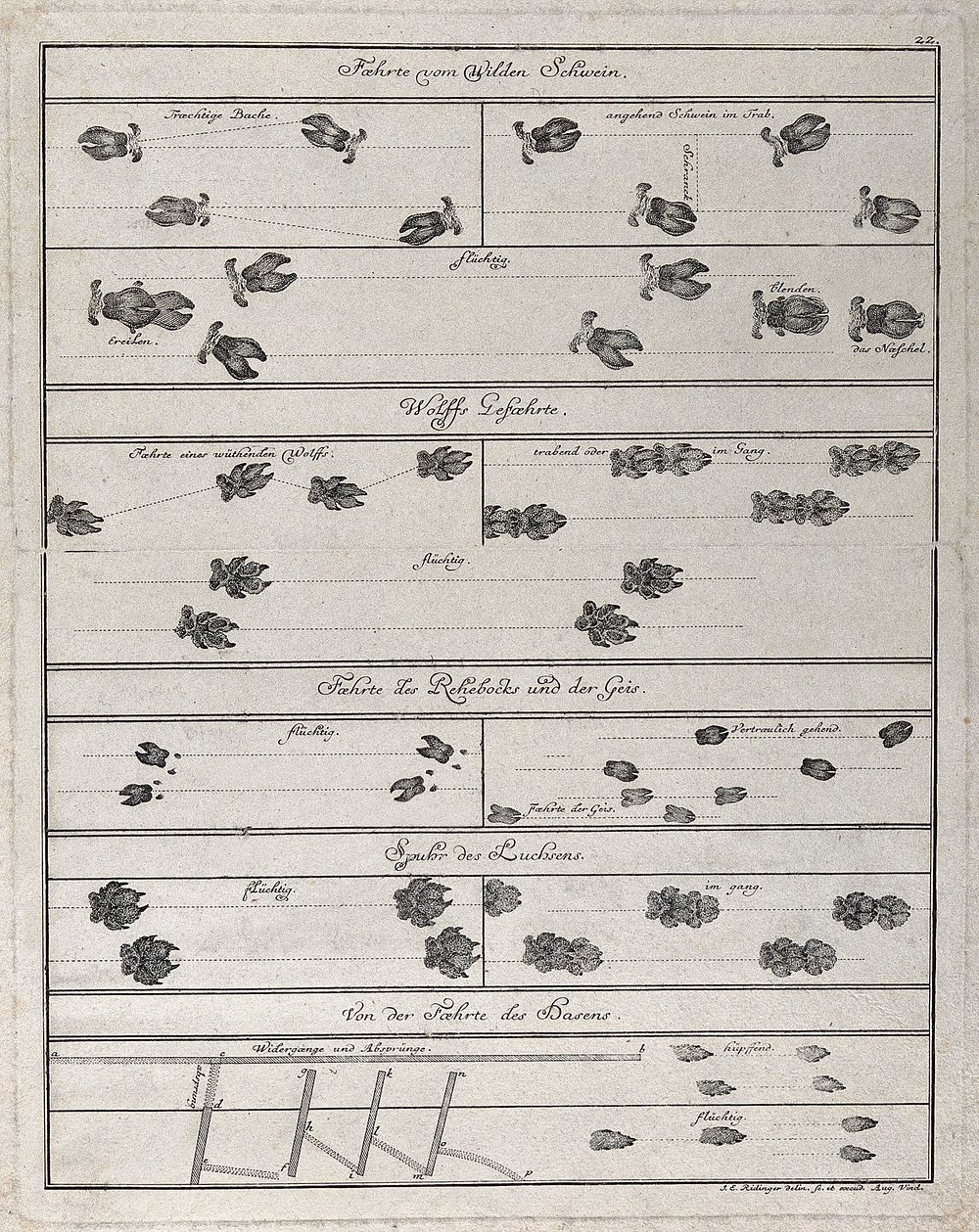 Various sets of animal tracks in one table, including those of wild boar, wolves, goats, lynx and hares. Etching by J. E.…