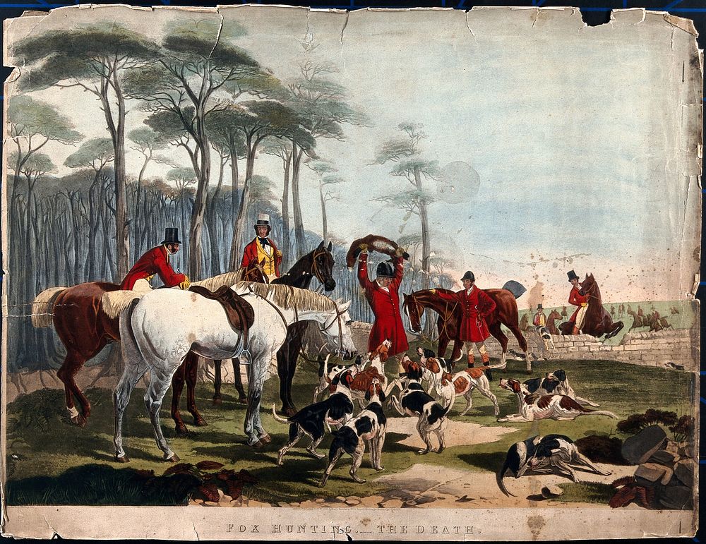 A huntsman at the death, surrounded by horses and hounds, holding up the body of the fox. Coloured etching by J. Mackrell…