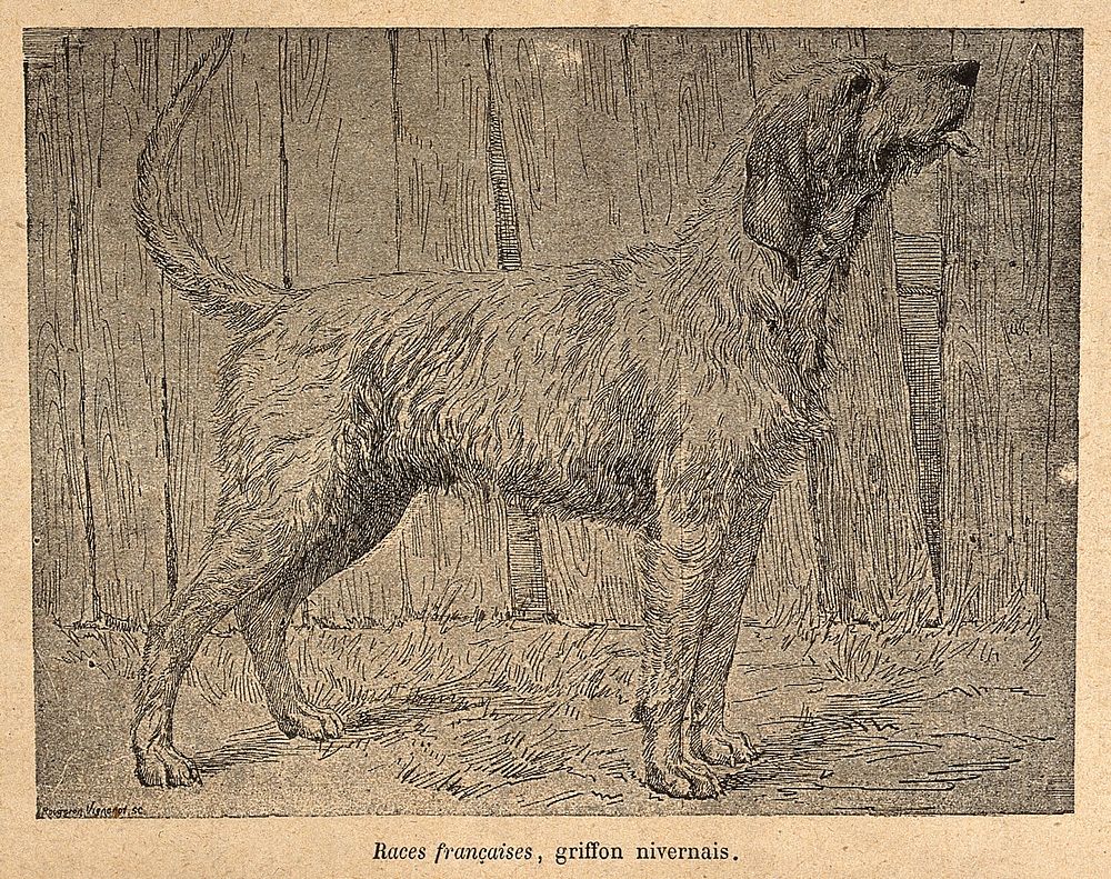 A Nevers griffon dog. Process print by Rougeron Vignerot.