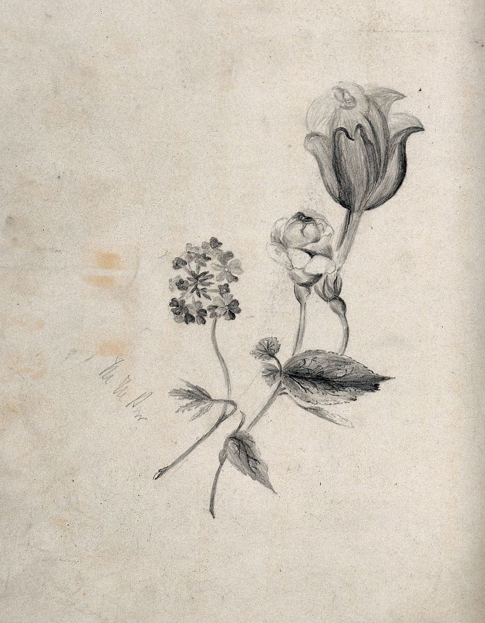 Three flowers, including a rose. Pencil drawing by M. M. Paw.