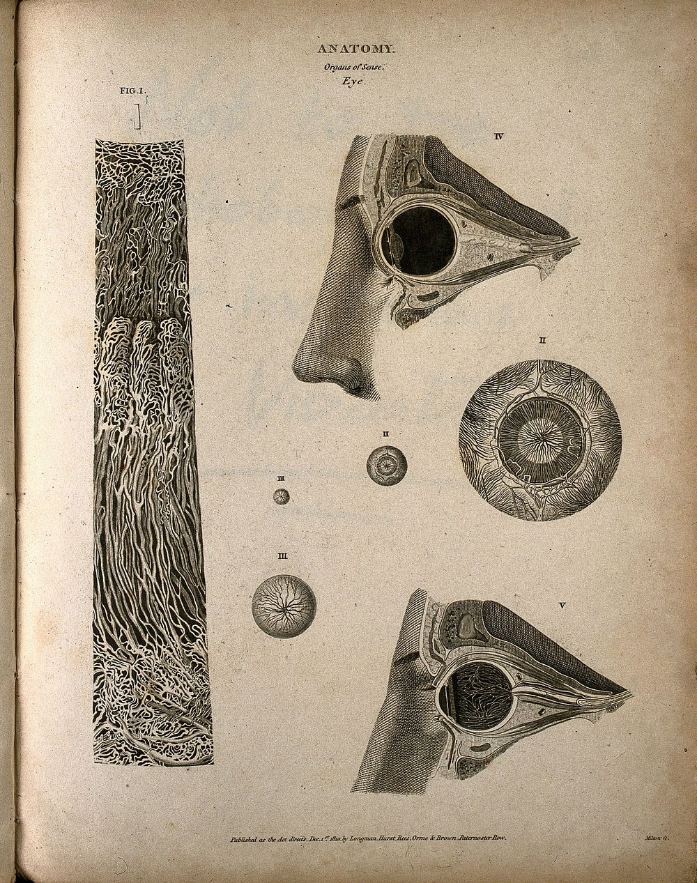 The human eye: seven figures, including cross-sections through the head, and microscopic images of the structure of the eye.…
