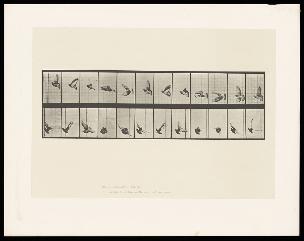 A pigeon flying. Collotype after Eadweard Muybridge, 1887.