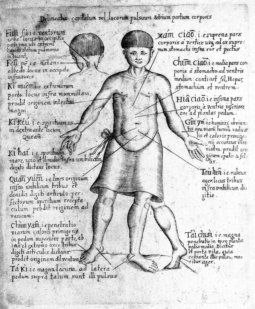 Specimen medicinae Sinicae, sive opuscula medica ad mentem Sinensium, continens: I. De pulsibus libros quatuor e Sinico…
