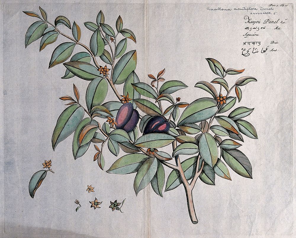 Guatteria acutiflora Dunal: branch with flowers and fruit and separate flowers, some with subtending leaf. Coloured line…
