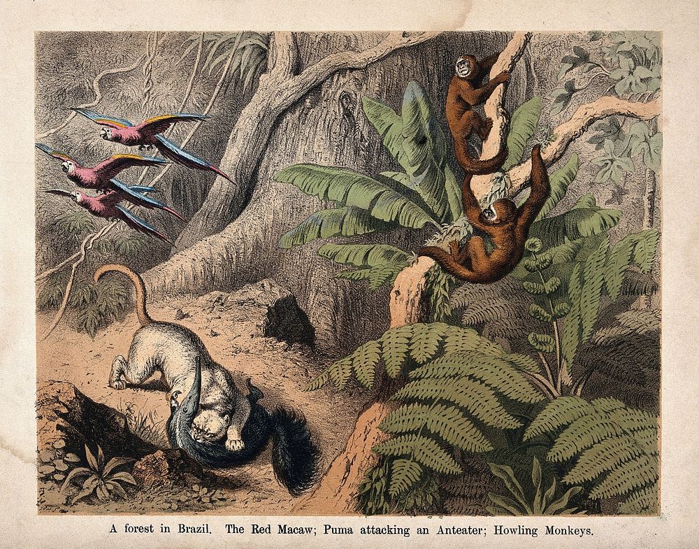 Brazil: a puma attacks an ant eater in a forest with howling monkeys looking on. Coloured lithograph.