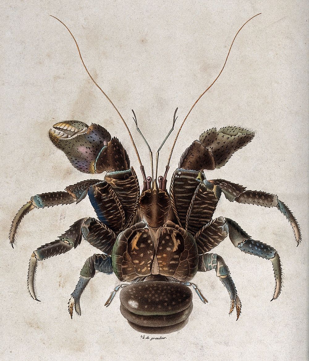 A crustacean (crab). Coloured stipple engraving by J. L. D. Coutant after F. N. Bevallet.