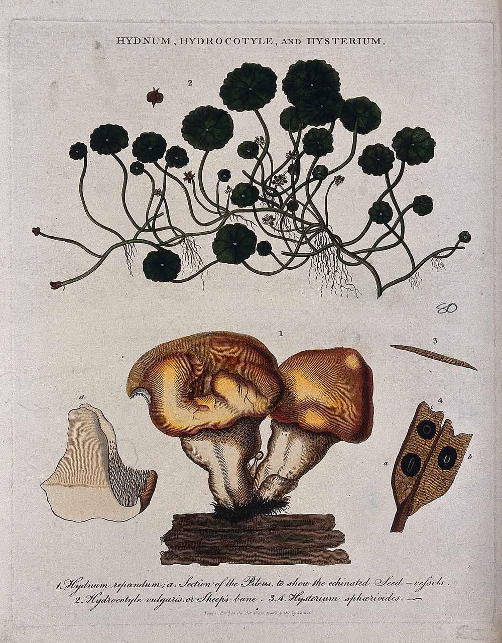 Wood hedgehog fungus (Hydnum repandum), pennywort plant (Hydrocotyle species) and a sac fungus (Hysterium sphaerioides).…
