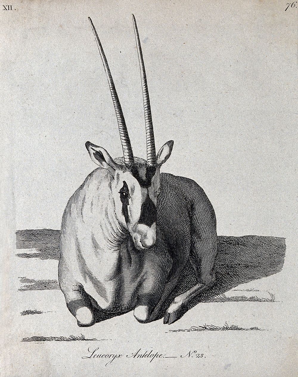 A Leucoryx antelope kneeling on the ground. Etching.