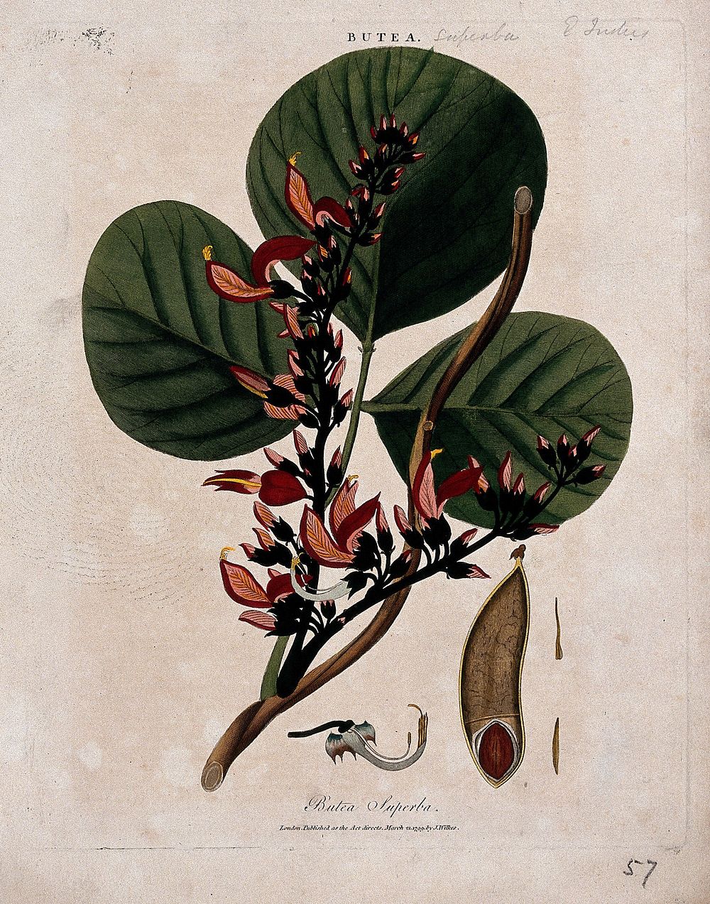 Dhak or palas tree (Butea monosperma): flowering branch with fruit and floral segments. Coloured etching, c. 1799, after J.…