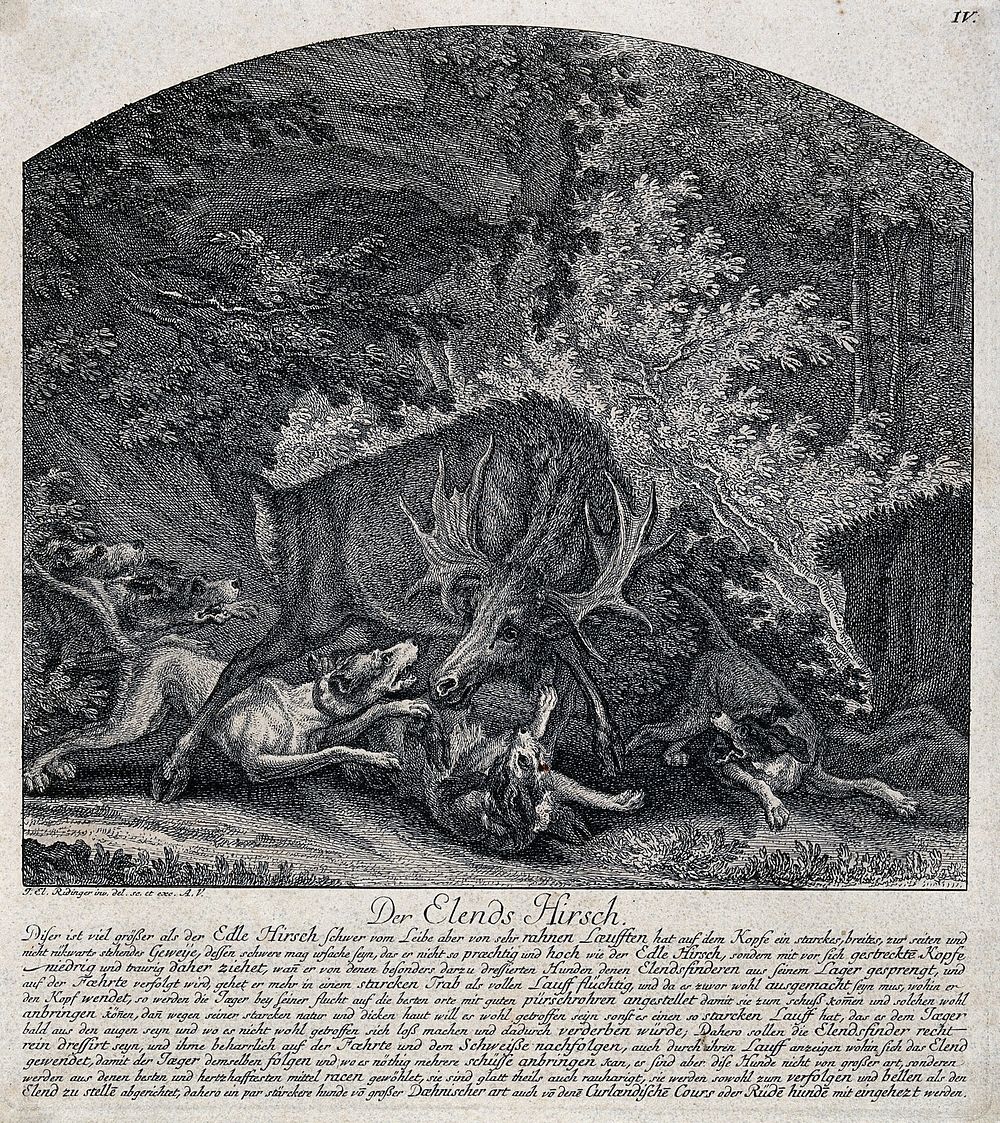 An elk is tracked down by a pack of hounds in a gorge in the forest and tries violently to shake them off. Etching by J.E.…