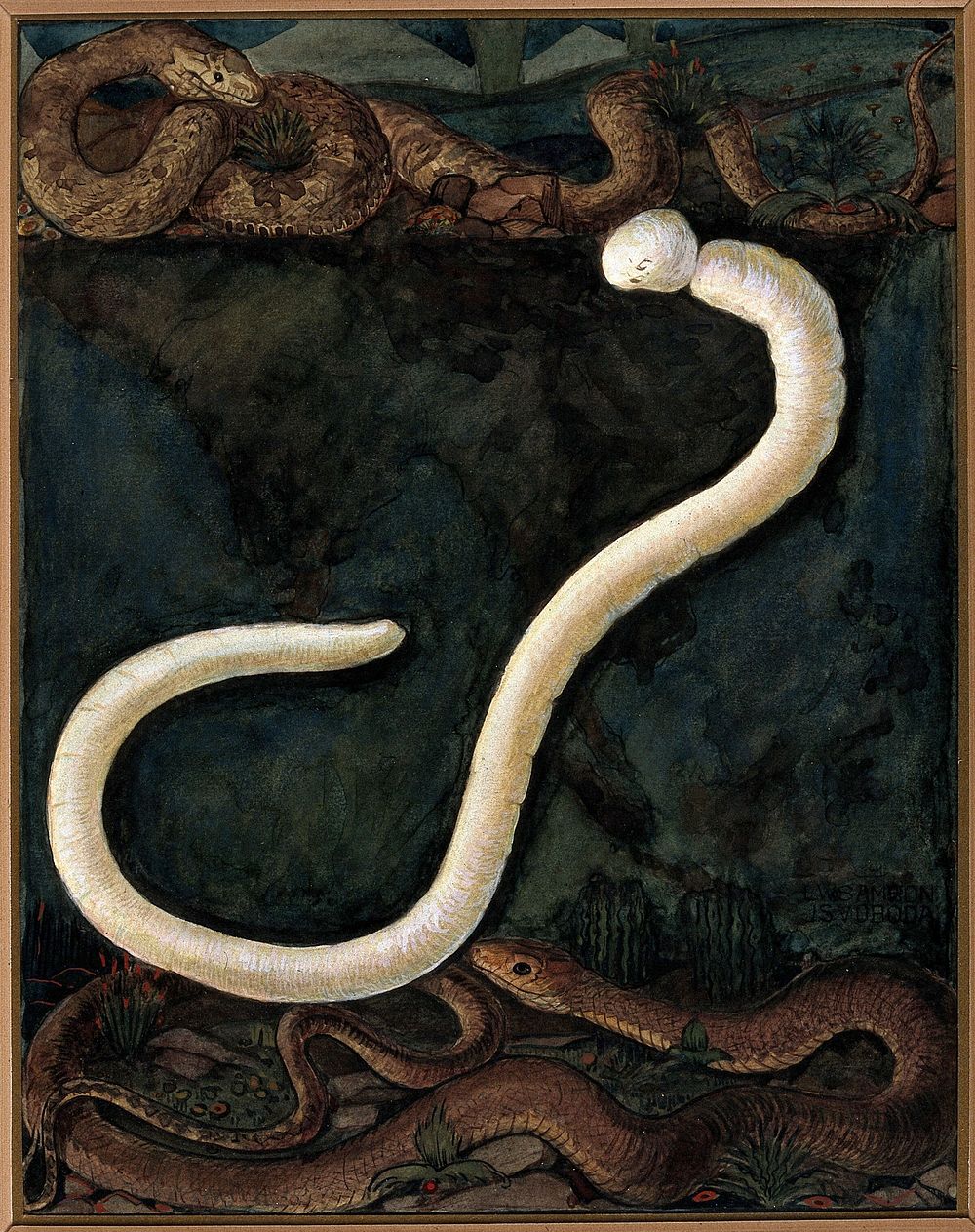 Parasites: a parasitical worm, shown much enlarged, with its hosts. Gouache painting by J. Svoboda after L.W. Sambon.