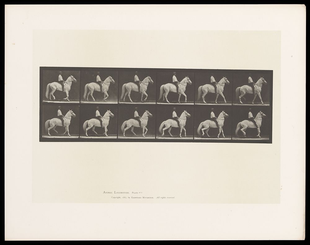 A clothed man rides a horse. Collotype after Eadweard Muybridge, 1887.
