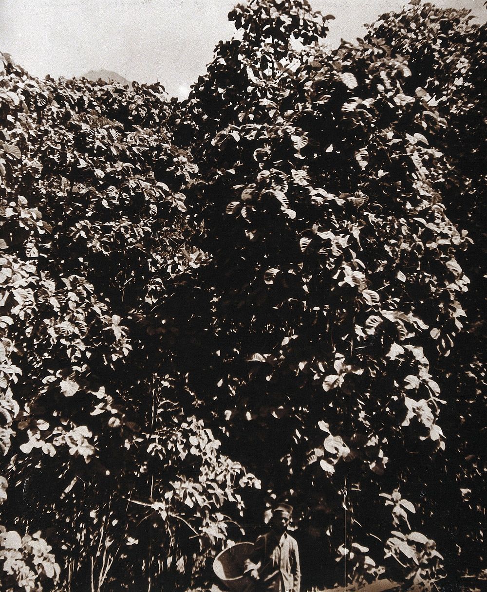 The Munsong cinchona plantation, Kalimpong, Bengal, India: Cinchona succirubra trees (used in production of the anti…