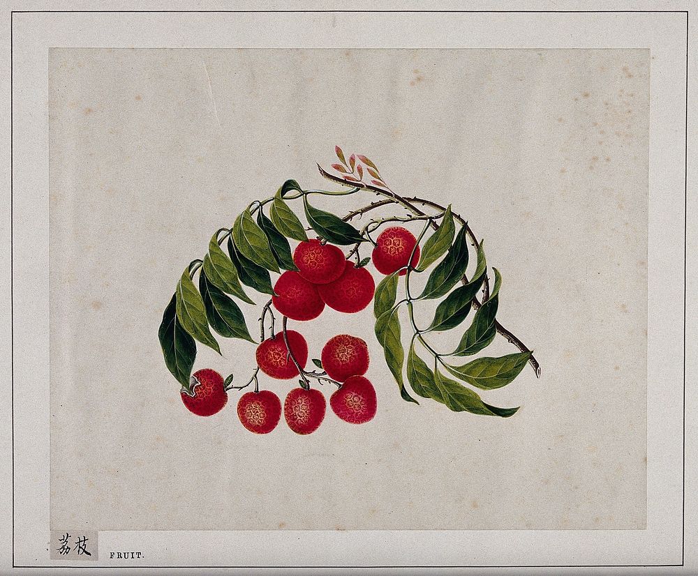 Bright, cherry-red berries, with green leaves. Painting by a Chinese artist, ca. 1850.
