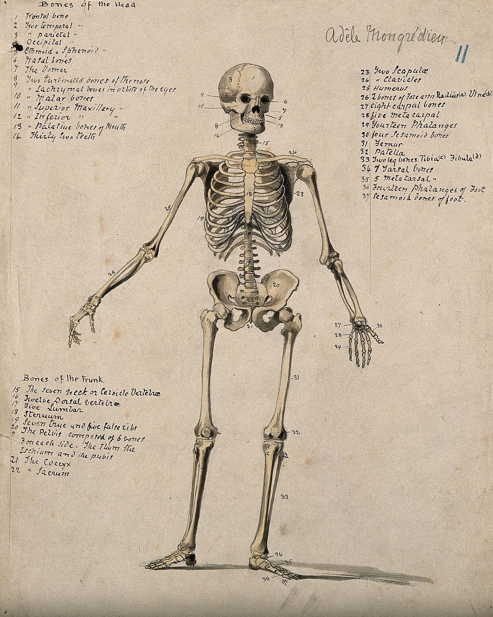 A skeleton. Watercolour by A. Mongrédien, ca. 1880.