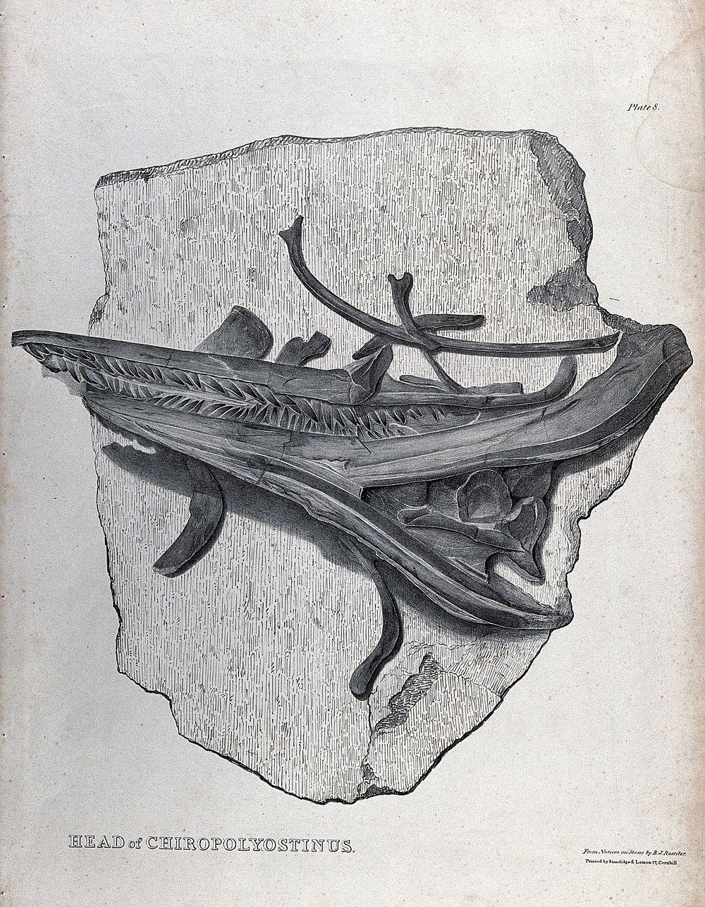 Fossilized head of a chiropolyostinus. Lithograph by B.J. Rossiter, 18--.
