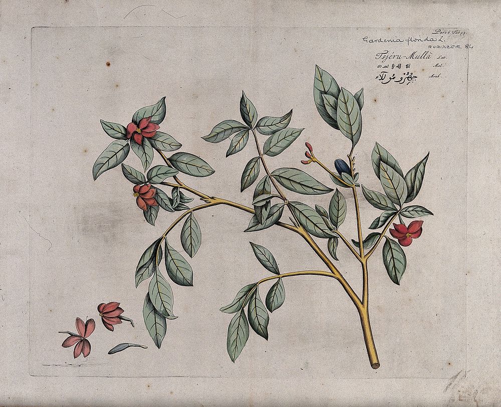 Garden Gardinia or Cape jasmine (Gardenia augusta (L.) Merr.): branch with flowers and fruit and separate flowers and fruit.…
