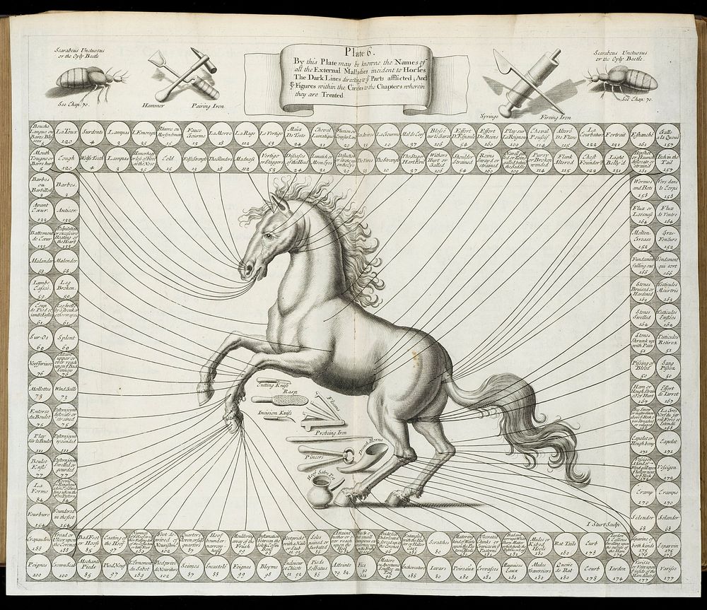 The compleat horseman: discovering the surest marks of the beauty, goodness, faults and imperfections of horses: the signs…