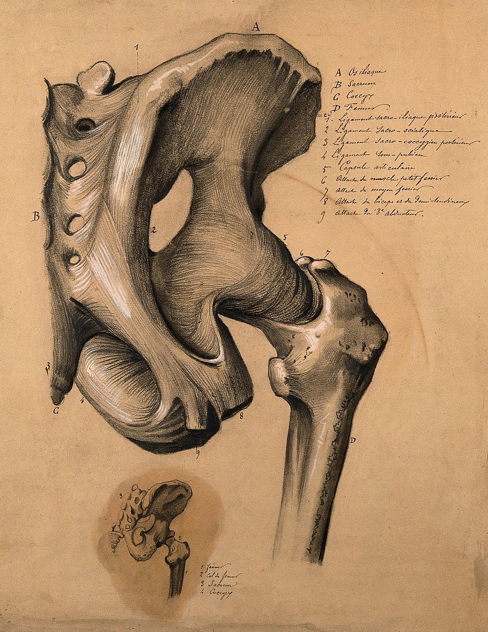 The pelvis, rear view: two studies, showing the bones and ligaments of the right-hand side of the pelvis. Pencil and black…