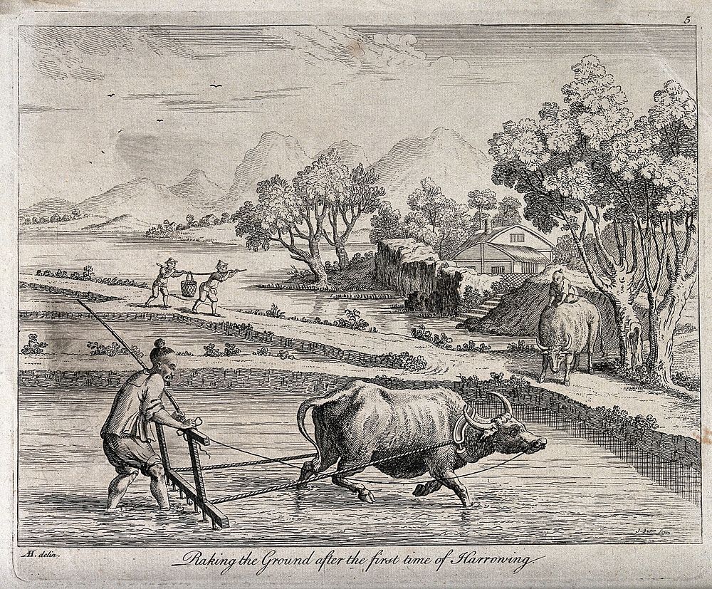 Agriculture: raking rice paddies in China with an ox-drawn plough. Engraving by J. June after A. Heckel.