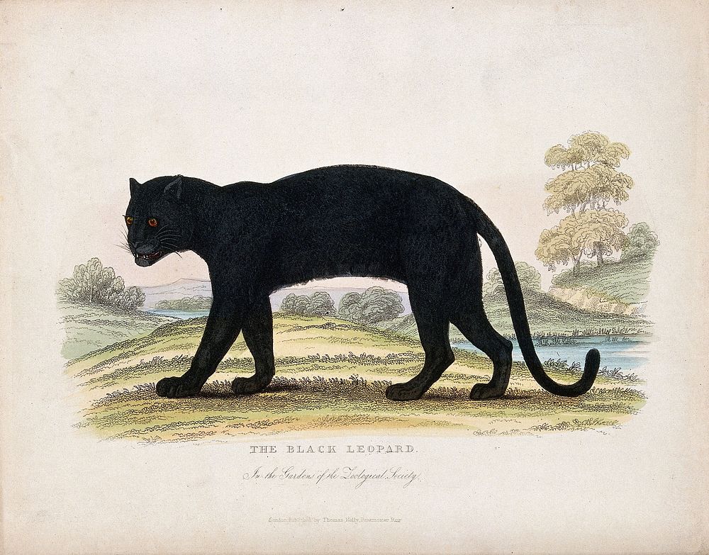 Zoological Society of London: a black leopard. Coloured etching.