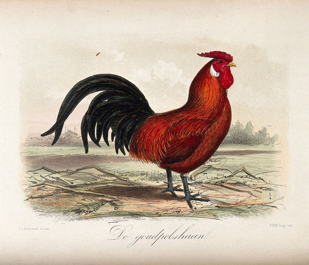 A brown and black farmyard cockerel. Coloured lithograph by P W M Trap after J G Keulemans.