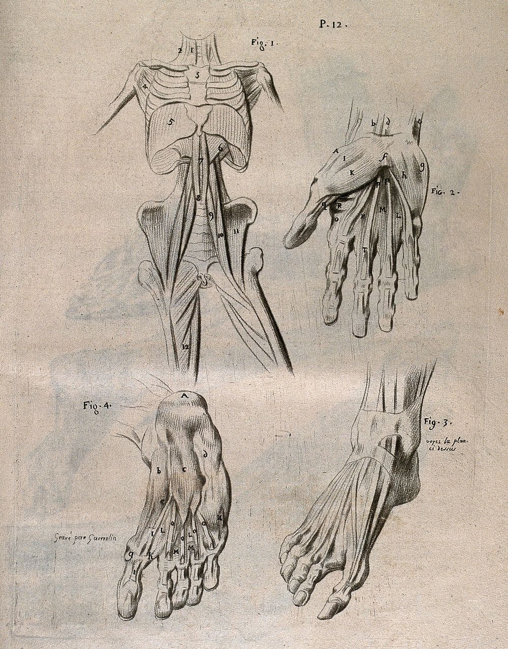 Four écorché figures, showing the deep muscles of the axial skeleton (torso), hands and feet. Crayon manner print by J.…