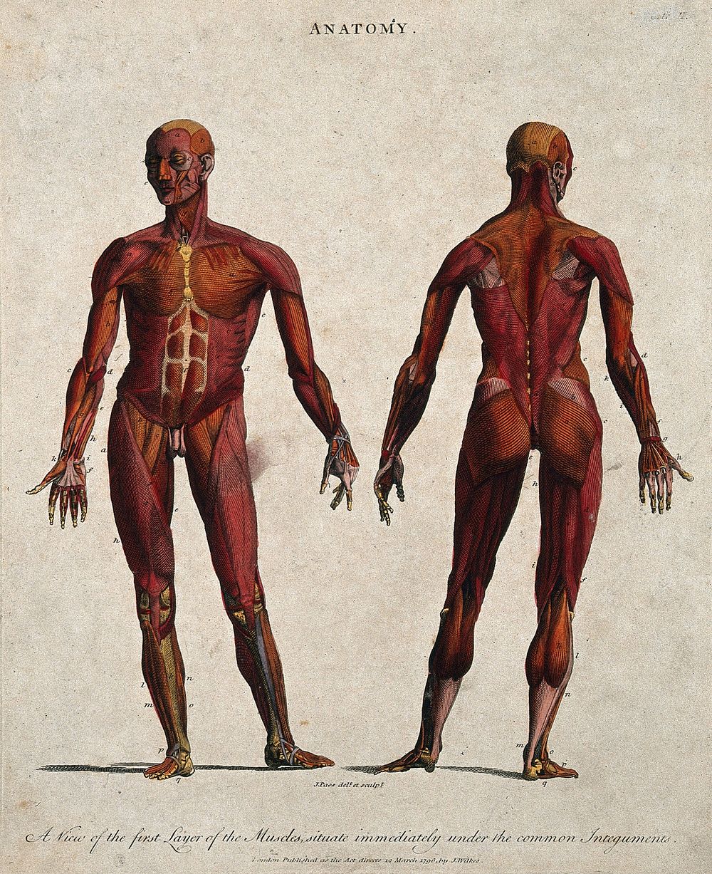 An écorché showing the first layer of muscles: front and back views. Coloured line engraving by J. Pass, 1796.